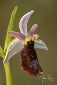 Ophrys balearica   P. Delforge 1990