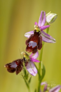 Ophrys balearica   P. Delforge 1990