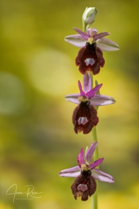 Ophrys balearica   P. Delforge 1990
