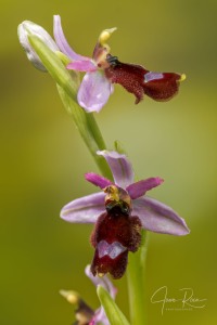 Ophrys balearica   P. Delforge 1990