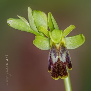 Ophrys bilunulata Russo