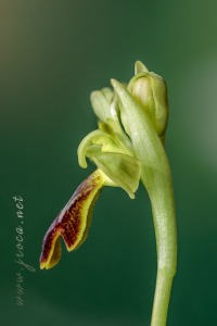 Ophrys bilunulata Russo