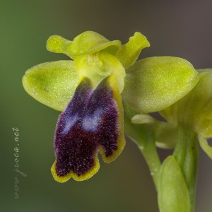 Ophrys bilunulata Russo