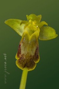 Ophrys bilunulata Russo