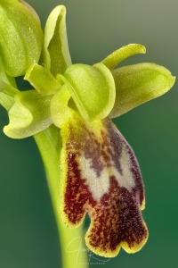 Ophrys bilunulata Russo