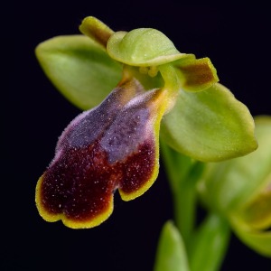 Ophrys bilunulata Russo