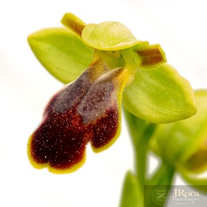Ophrys bilunulata Russo