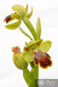 Ophrys bilunulata Russo