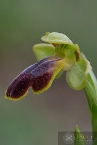 Ophrys bilunulata Russo