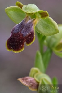 Ophrys bilunulata Russo