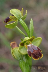 Ophrys bilunulata Russo