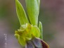 Ophrys bilunulata