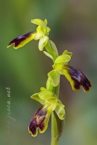 Ophrys bilunulata Russo