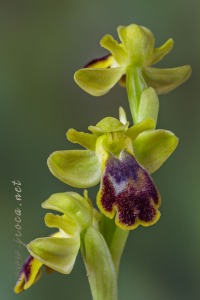 Ophrys bilunulata Russo