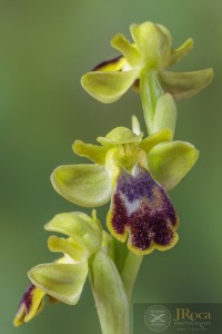 Ophrys bilunulata Russo
