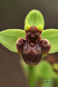 Ophrys bombyliflora Link