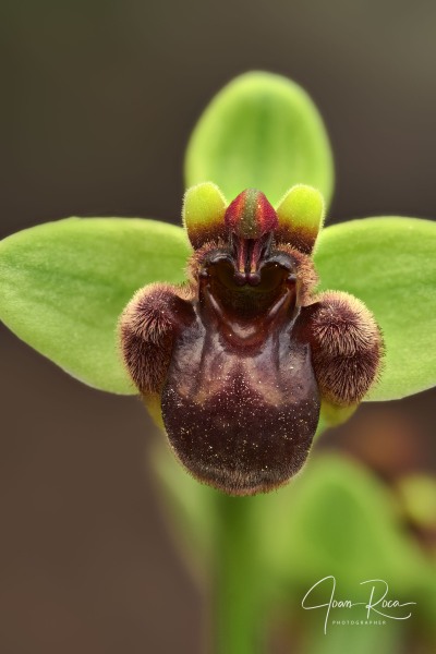Ophrys bombyliflora Link