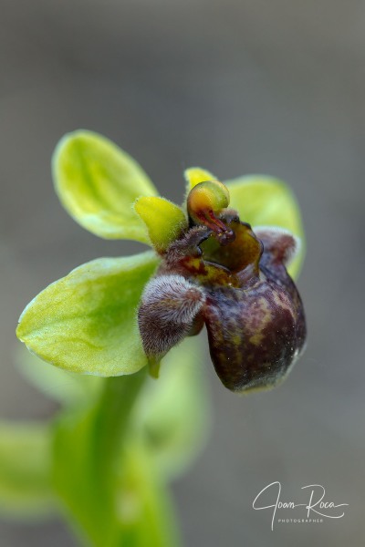 Ophrys bombyliflora Link (1799)