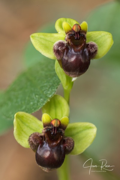Ophrys bombyliflora Link (1799)