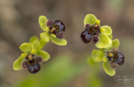 Ophrys bombyliflora Link