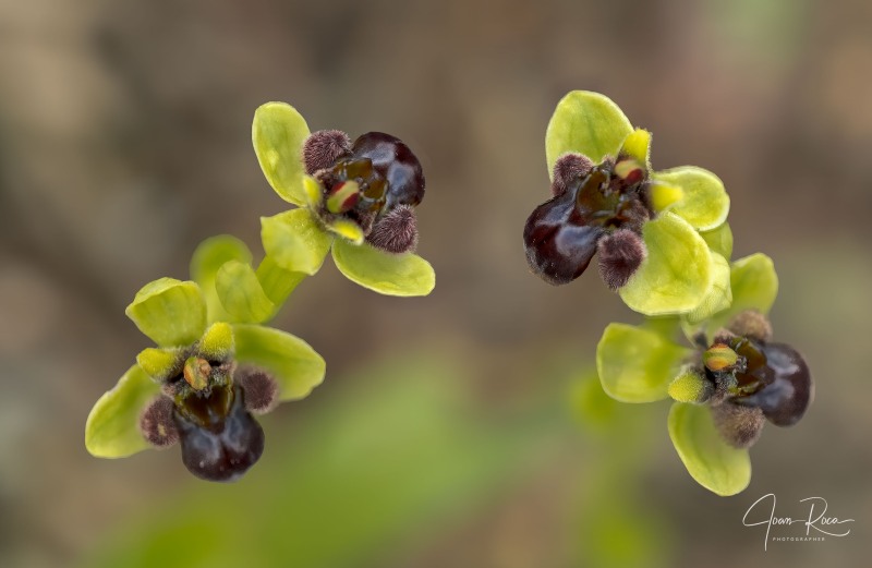 Ophrys bombyliflora Link