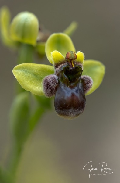 Ophrys bombyliflora Link