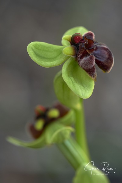 Ophrys bombyliflora Link