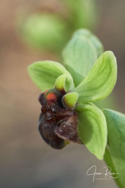 Ophrys bombyliflora Link
