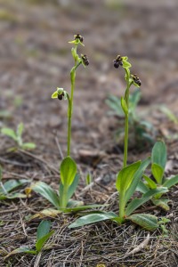 Ophrys bombyliflora Link (1799)