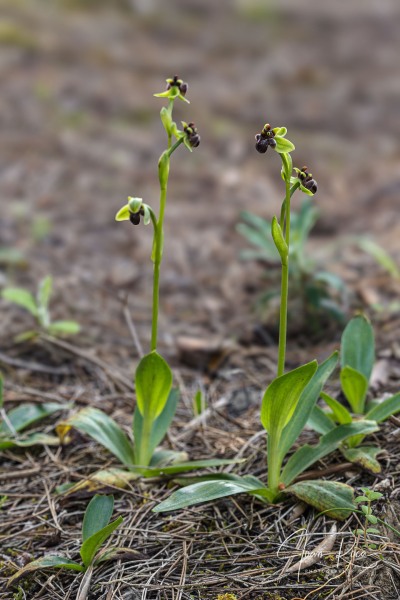 Ophrys bombyliflora Link (1799)