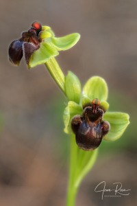 Ophrys bombyliflora Link (1799)