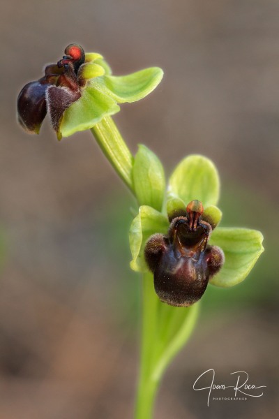 Ophrys bombyliflora Link (1799)