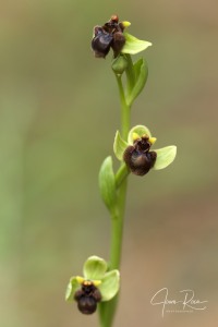 Ophrys bombyliflora Link (1799)