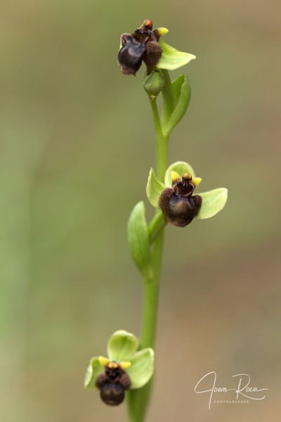 Ophrys bombyliflora Link (1799)
