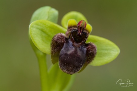 Ophrys bombyliflora Link (1799)
