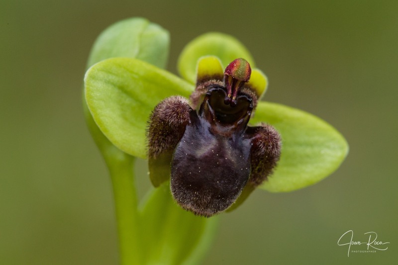 Ophrys bombyliflora Link (1799)