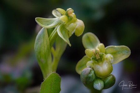 phrys bombyliflora Spreng.