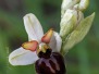 Ophrys castellana