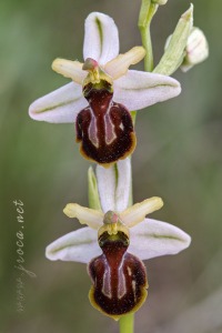 Ophrys castellana J. & P. Devillers-Terschuren