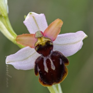 Ophrys castellana J. & P. Devillers-Terschuren