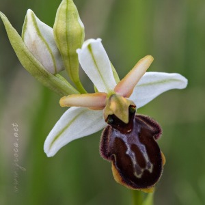 Ophrys castellana J. & P. Devillers-Terschuren