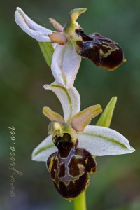 Ophrys castellana J. & P. Devillers-Terschuren