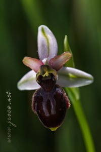Ophrys castellana J. & P. Devillers-Terschuren