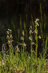 Ophrys castellana J. & P. Devillers-Terschuren