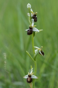 Ophrys castellana J. & P. Devillers-Terschuren