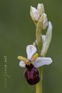 Ophrys castellana J. & P. Devillers-Terschuren