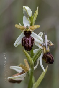 Ophrys castellana J. & P. Devillers-Terschuren