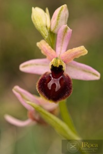 Ophrys catalaunica x Ophrys araneola