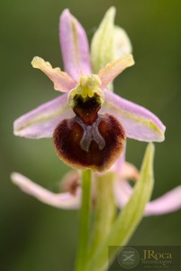 Ophrys catalaunica x Ophrys araneola