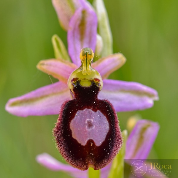 Ophrys catalaunica O. Danesch & E. Danesch